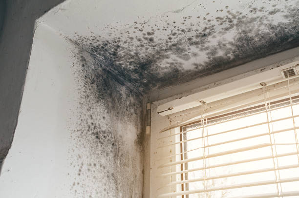 Affordable Crawl Space Mold Removal solutions in Freeport, IL